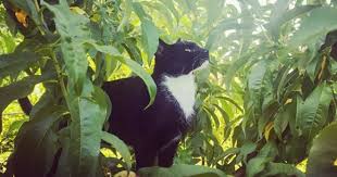 As the name rightly suggests, bicolor cats have a coat with two colors. Everything You Need To Know About Tuxedo Cats