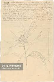 Image result for Nuxia oppositifolia
