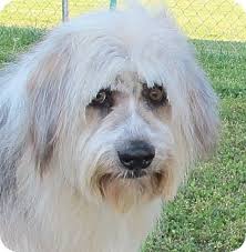 These outgoing bearded dogs are independent herding dogs for outdoorsy families, drovers, and sheepherders. Allentown Pa Bearded Collie Meet Quincey A Pet For Adoption