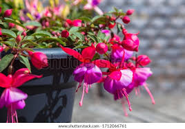 306,264 Fuchsia Images, Stock Photos & Vectors | Shutterstock