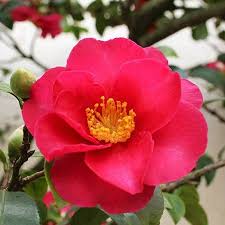 Spring S Promise Camellia Shrub Kamelya