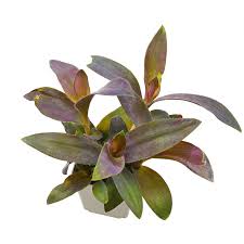 Image result for Tradescantia pallida