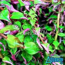 Image result for Rotala tenella