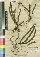 Image result for Angraecopsis parviflora