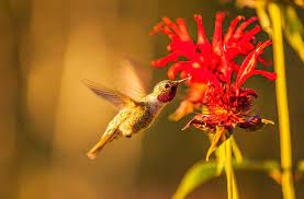 Grow any of these flowering plants on your garden and be prepared to welcome the delightful visits of a couple or more hummingbirds. Pin On Garden Potpourri