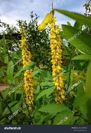 Image result for Crotalaria trichotoma