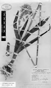 Image result for Searsia grossireticulata