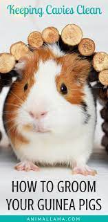 Pin On Pet Health