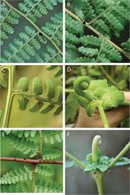 Image result for Hypolepis sparsisora