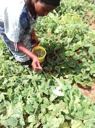 Cowpea cowpea (vigna unguiculata) is a special type of beans, locally known as akidi in igbo. Local Guides Connect My Farm My Wealth Local Guides Connect