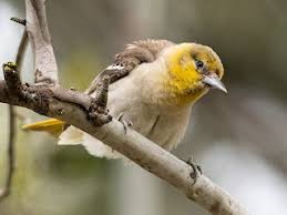 Image result for Bullockia setiflora