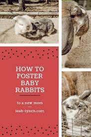 Best Tips To Fostering Kits To A New Mother Foster Baby The Fosters New Mothers
