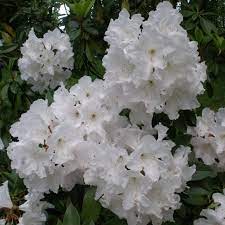 Pin On Rhododendron
