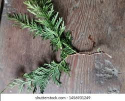 Image result for cuttings thujas