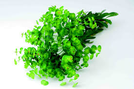 葉物を形で分けてよく知ろう 花束や生け花にも入っている葉っぱは Greensnap グリーンスナップ