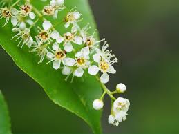 Image result for Prunus serotina