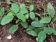 Maybe you would like to learn more about one of these? Kacang Bogor Wikipedia Bahasa Indonesia Ensiklopedia Bebas