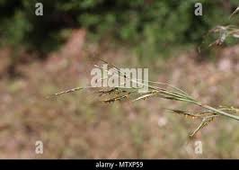 Image result for Hyparrhenia gazensis