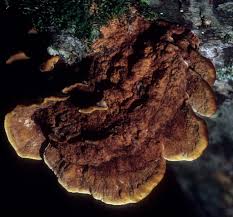 Image result for Phellinus gilvus