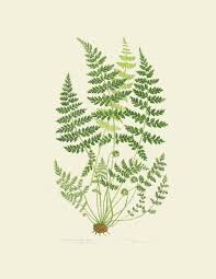 Contribute to indigopsy/anonymous development by creating an account on github. Fern Botanical Print Collection Scribd Botanical Prints Botanical Wall Art Antique Botanical Print