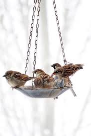 Birds This Is How My Back Yard Looks There Are So Many Little Baby Birds Out There Right Now I Love Watching Them 3 Jada Birds Little Birds Bird Feathers