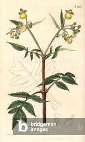 Image result for Calceolaria tripartita