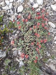 Image result for Eriosema angolense