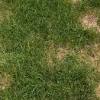 Brown patch, stem & stripe rust, red thread. 1