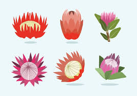 Protea Flower Vector Protea Flower Protea Art Flower Art