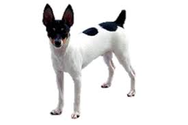 Browse 239 miniature fox terrier stock photos and images available, or start a new search to explore more stock photos and images. Miniature Fox Terrier Worldly Dogs