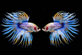 White dragon king crown beta. 17 Types Of Bettas Tails Colors Patterns Care Guide