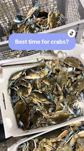 Image result for Chesapeake Blue 1991 Tempo