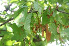 It might be the color that gives them away, or the arrangement of the leaves within the foliage in general, or even the exact shape of specific leaf types. Cherry Leaf Spot Tips On Identification Control