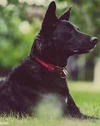 Understanding the pet euthanasia process. Pet Home Euthanasia Service Chino In Home Pet Euthanasia Chino Ca