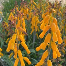 Image result for Selago coerulea