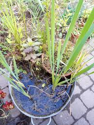 Image result for Aldrovanda