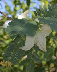 Image result for Sesbania grandiflora