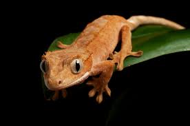 Cons of owning crested gecko