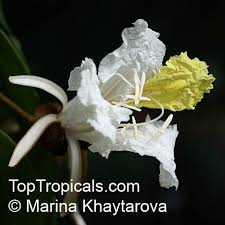 Image result for Baikiaea