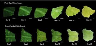 This allows for researchers to study and learn more about the cells. Callus Culture Development Of Two Varieties Of Tagetes Erecta And Carotenoid Production