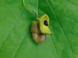 Image result for Aristolochia promissa
