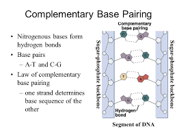 Learn about complementary base pairing with free interactive flashcards. What Is The Base Pair Sequence In Dna