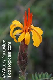 Image result for Melhania acuminata