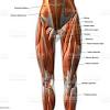 Concept 3d illustration back upper leg human anatomy. 1