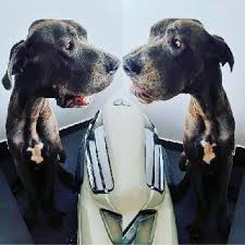 My dog looked and smelled so much better than previous groomings that were done by our vet, and for about the same pet smart. Pet Grooming In Pasir Ris With Best Prices On Petbacker