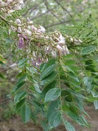 Image result for Gliricidia