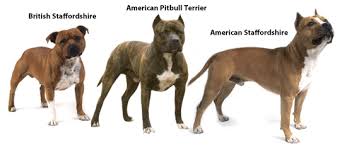 types of pit bull breeds pets world