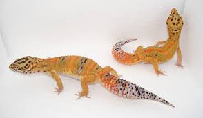 Tangerine Leopard Gecko Pair Gecko Time