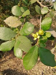 Image result for Gouania tiliifolia