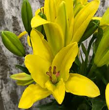 Maybe you would like to learn more about one of these? Texas San Antonio Bill Doran Company Wholesale Florist Bulk Flowers Nationwide